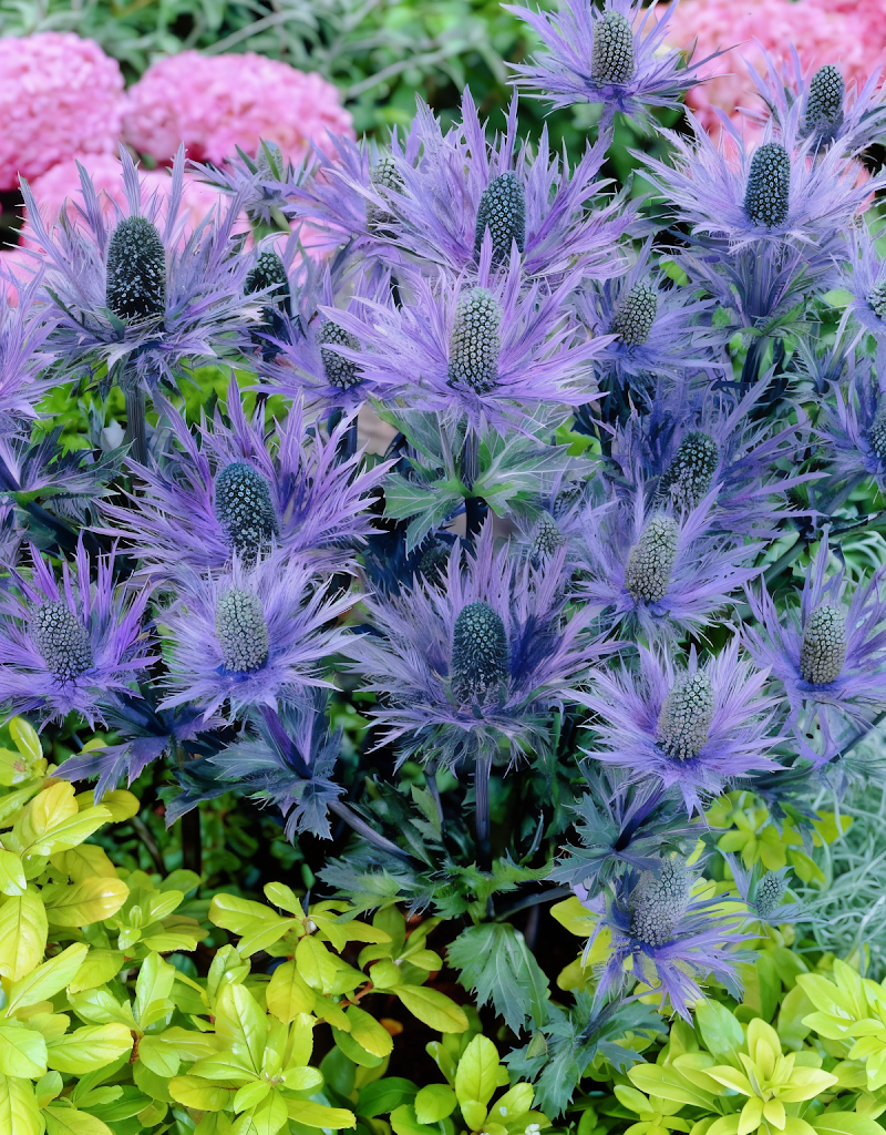 Eryngium alpinum Blue Star, cardo blu in giardino roccioso