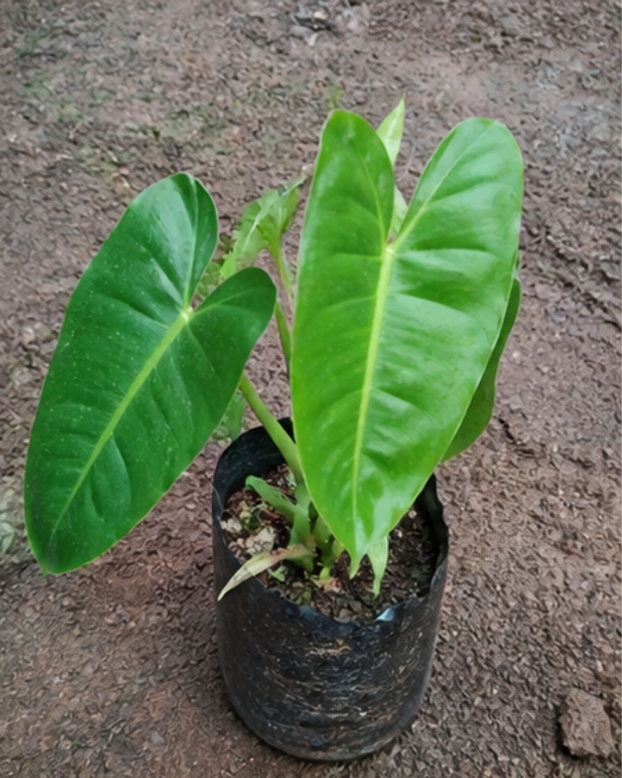 Philodendron Indoor Plant — view 3