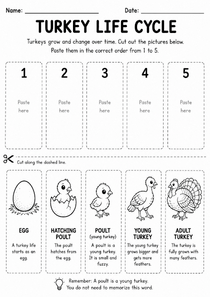 Turkey Life Cycle Worksheet
