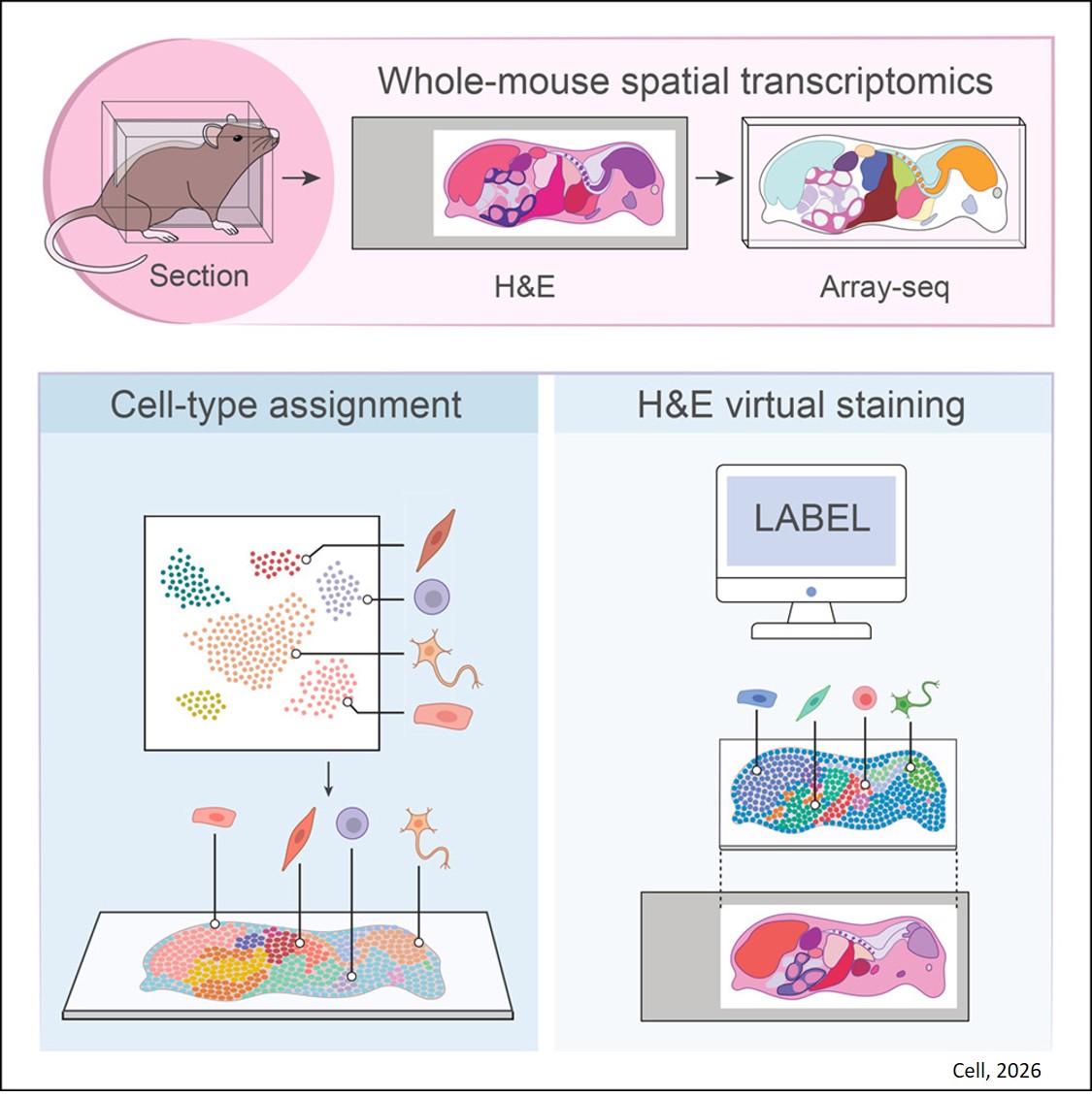Whole-body molecular and cellular mapping of the laboratory mouse
