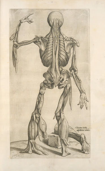 Decima tertia musculorum tabula 1545