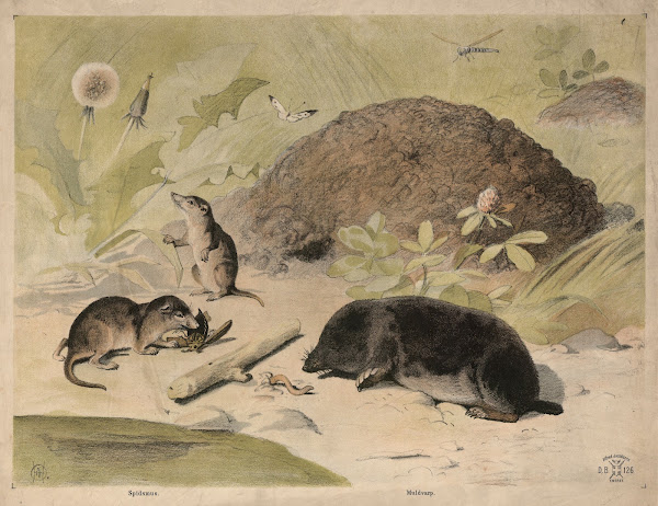 Muldvarp mus og rotte 1892