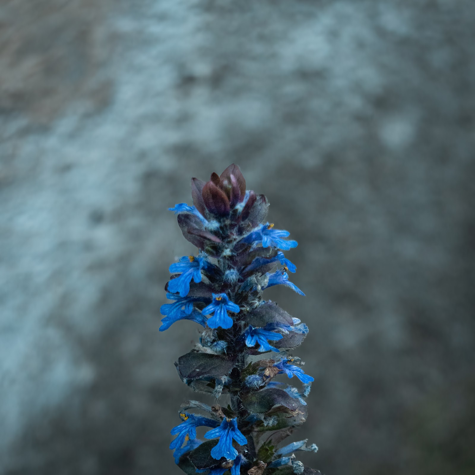 Espiga azul entre la bruma