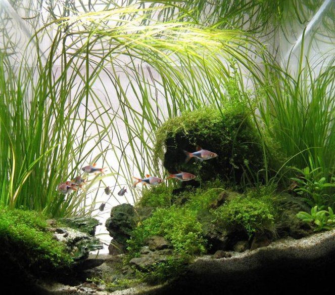 Vallisneria Nana