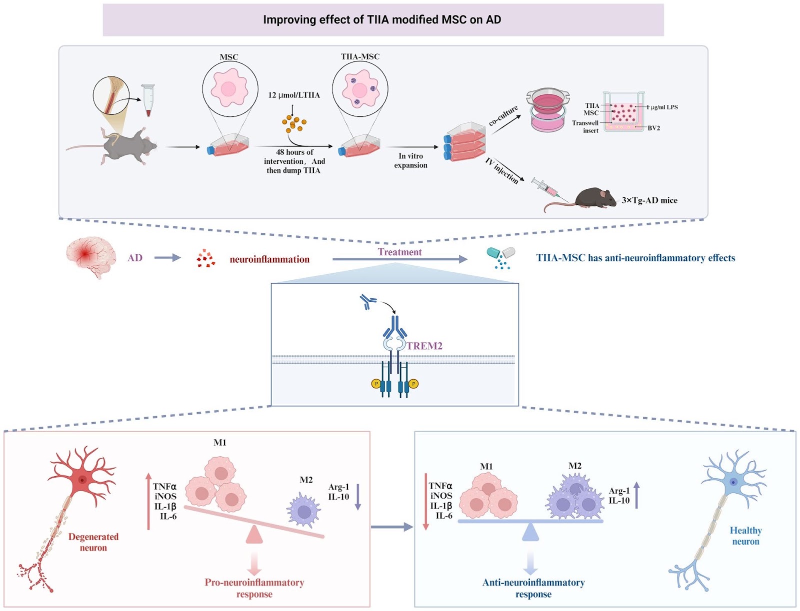 Tanshinone IIA-pretreated mesenchymal stem cells alleviate neuroinflammation in 3×Tg-AD mice via the TREM2/PI3K/Akt pathway