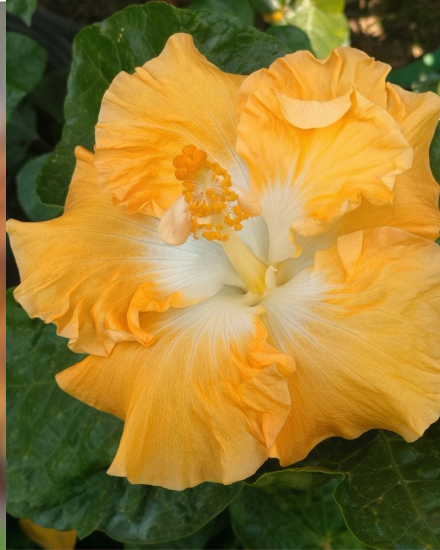 Hibiscus Harvest Moon — view 3