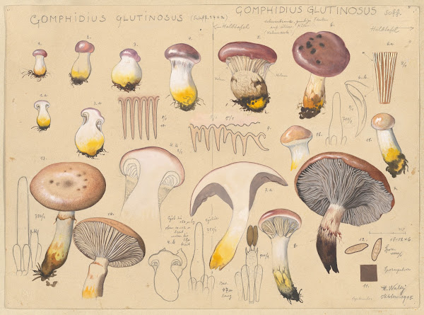 Gomphidius glutinosus Schff 1762 Gomphidius glutinosus Scff 1915 1945