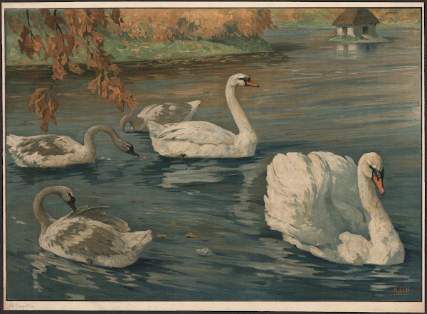 Swans 1910