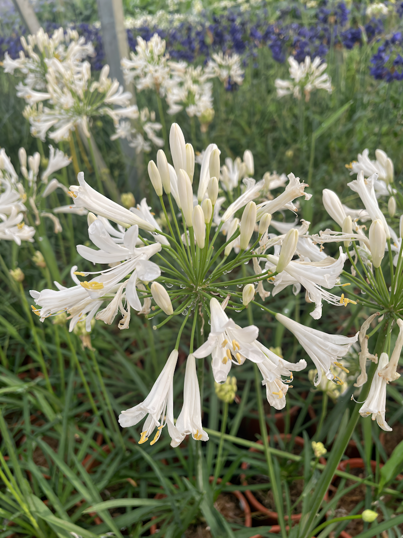 Agapanthus africanus 'White Pixie' in piena fioritura, design giardino mediterraneo