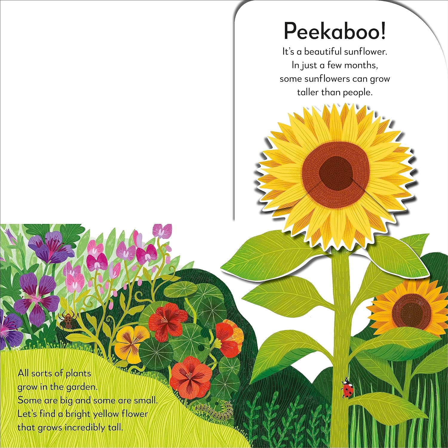 Pop-Up Peekaboo! Garden - thumbnail 3