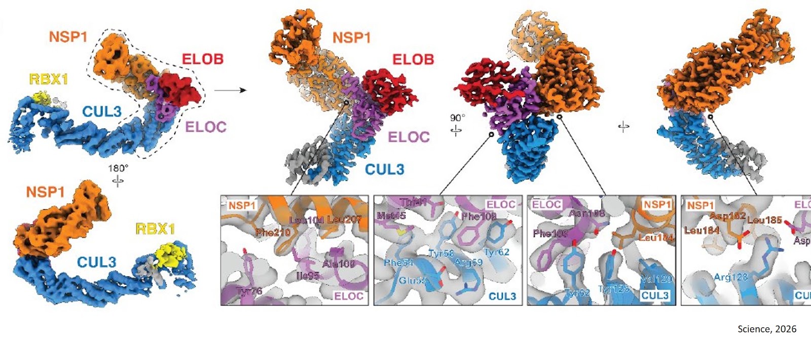 Effector ORFeome platform identifies novel pathways