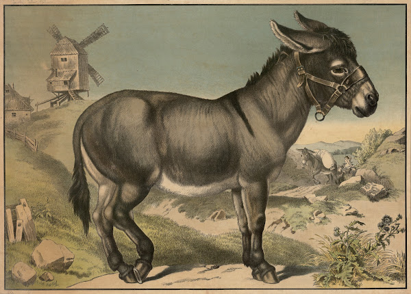 Donkey 1888
