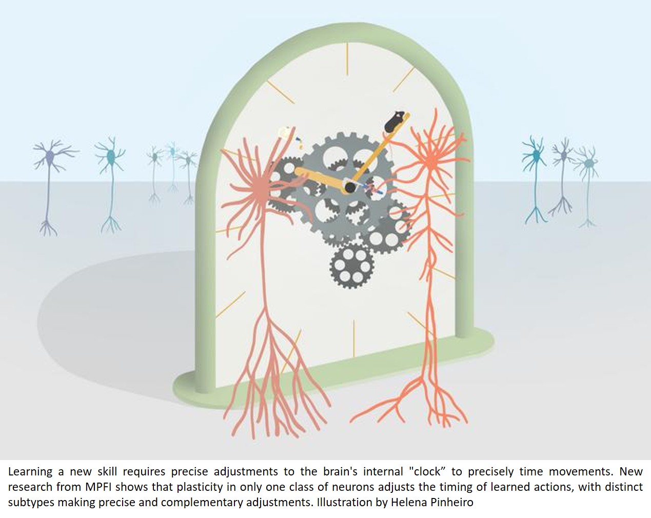 Complementary roles of cell-type-specific plasticity in shaping neocortical dynamics for learning action timing