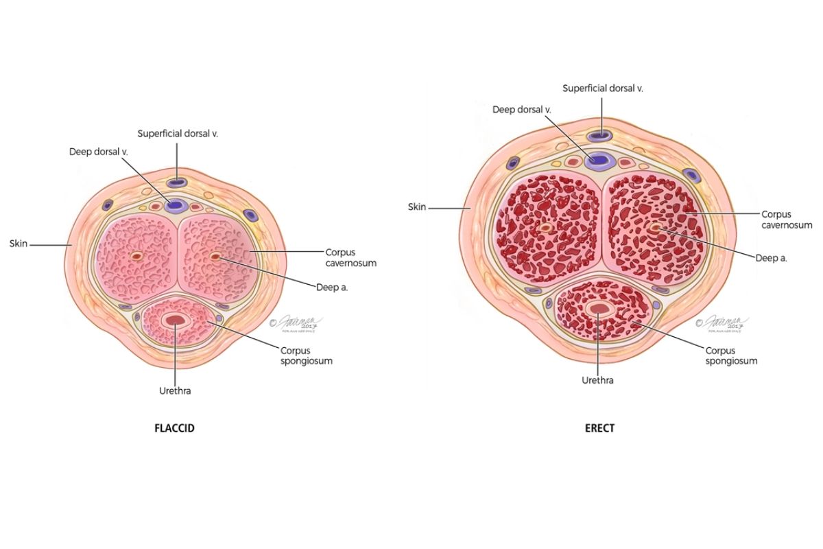 A urologist consulting in a clinic, representing professional care for Peyronie's disease.