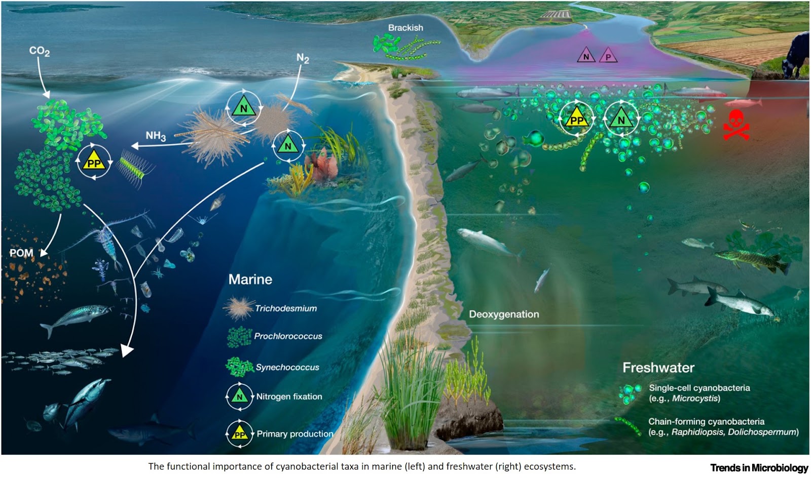 The importance of interbacterial relationships in shaping cyanobacterial ecology