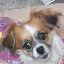CHATA