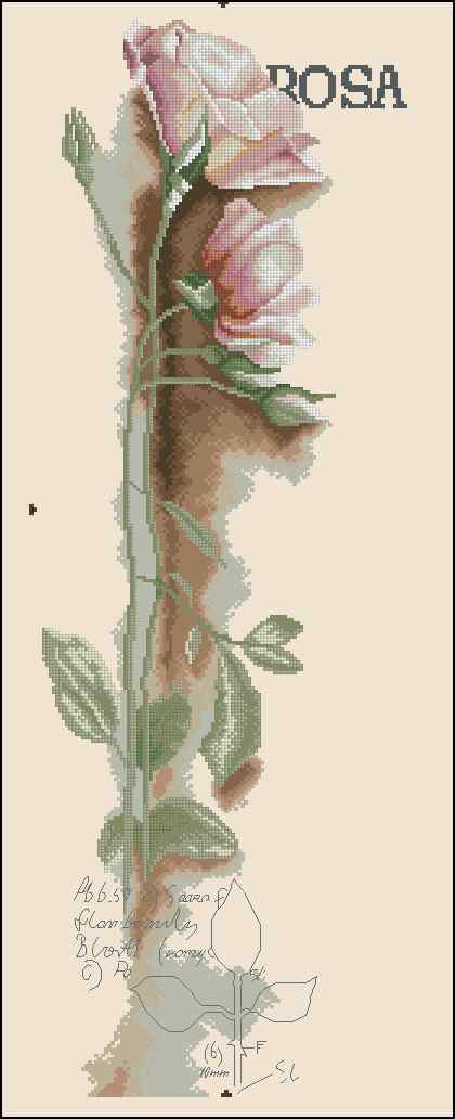 CMP 170224 Rose Flower