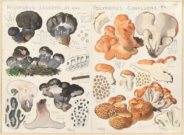 Polyporus leucomelas Polyporus confluens 1915 1945