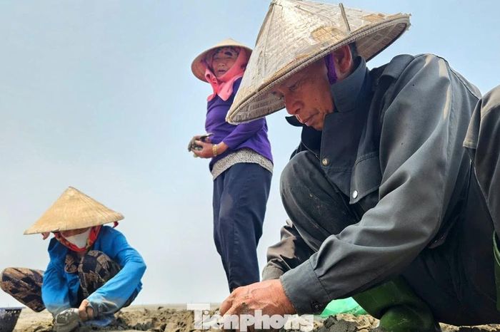 Nhọc nhằn nghề nuôi ngao trên bãi triều ven biển Nghệ An - Báo Tiền Phong