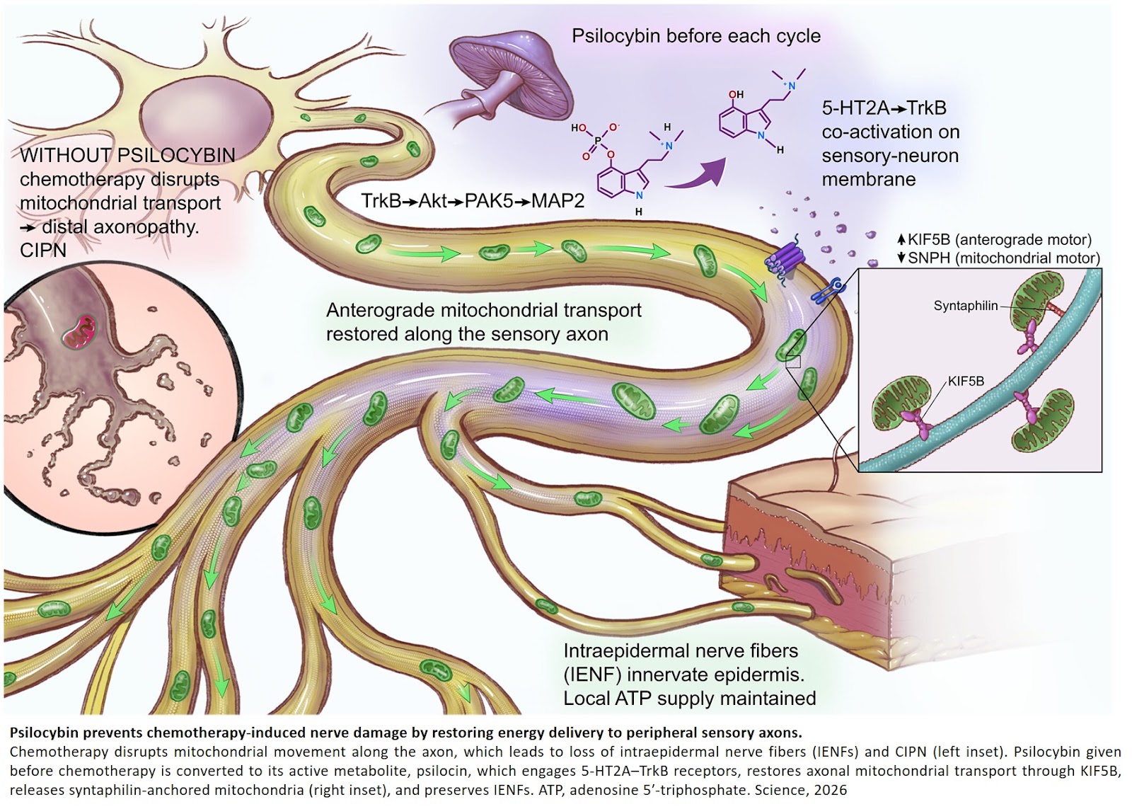 Psilocybin prevents chemotherapy-induced peripheral neuropathy through mitochondrial trafficking preservation