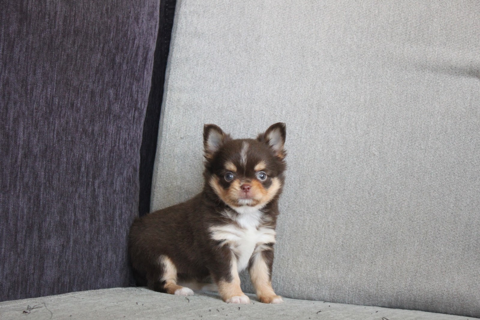 12/23出生 高端優質迷你長毛吉娃娃巧克力奶油四目妹妹