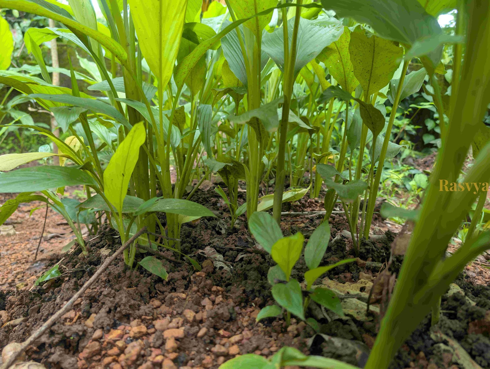 Turmeric growing in the farms of Rasvya