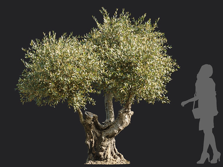 Maxtree - Plant Models Vol.113