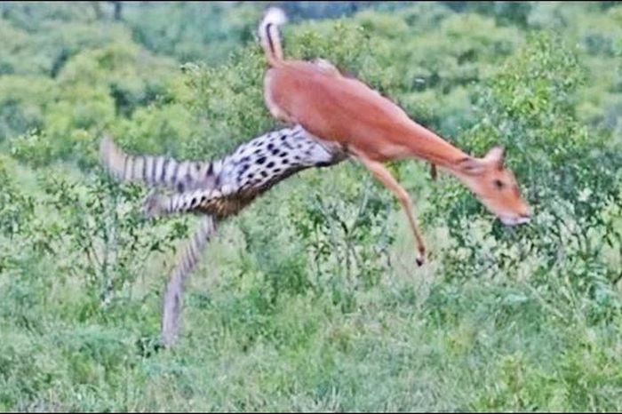 Báo đốm lao lên không trung đoạt mạng linh dương Impala - Tạp chí Doanh Nghiệp Việt Nam