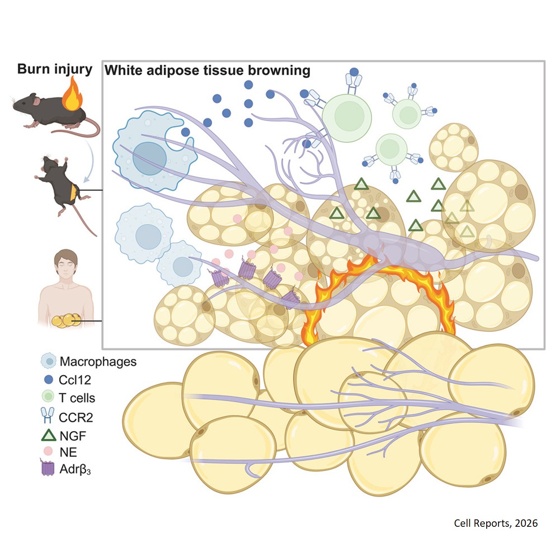 Immune-neural crosstalk after burn trauma