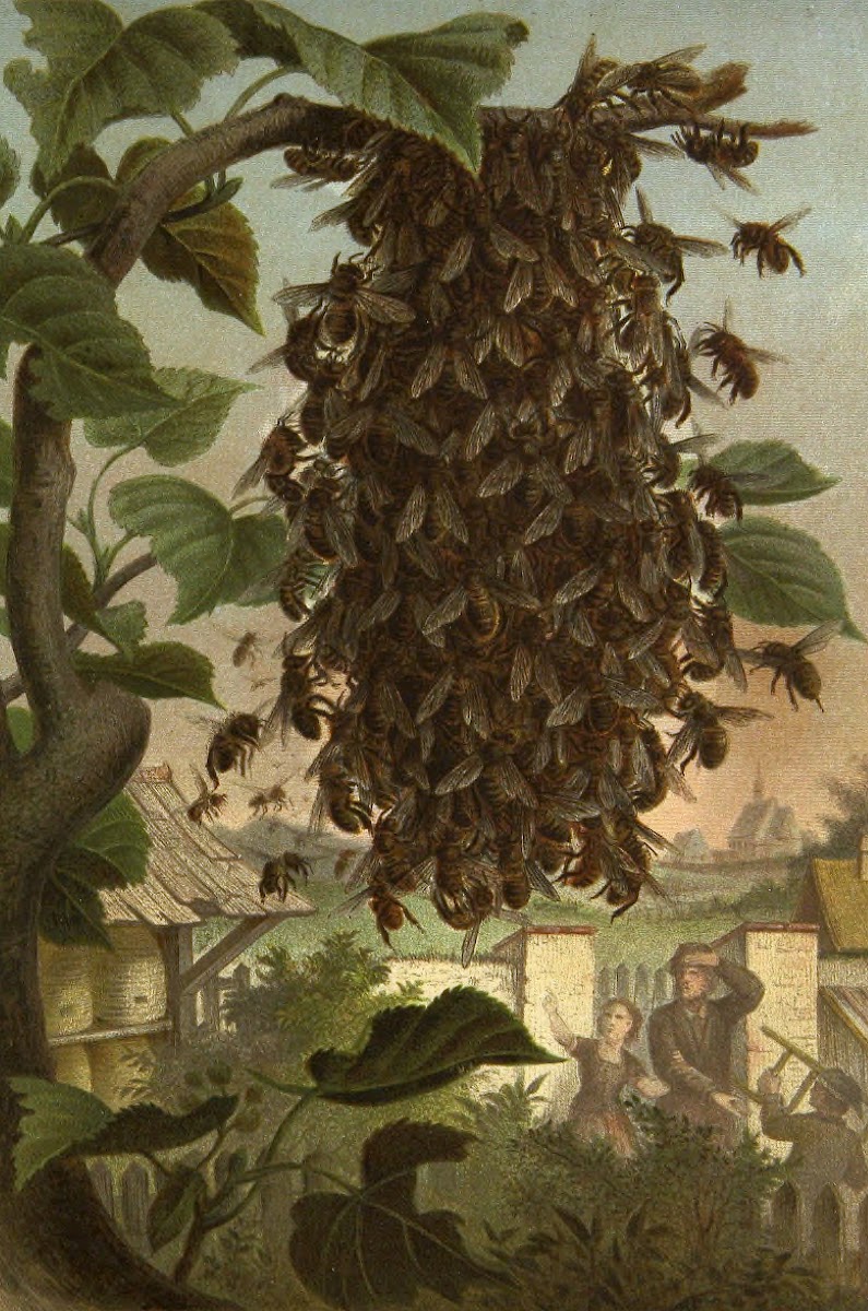 Die Insekten Tausendfussler und Spinnen Pl 08 1877