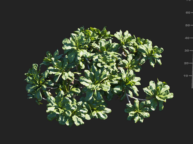 Maxtree - Plant Models Vol.112