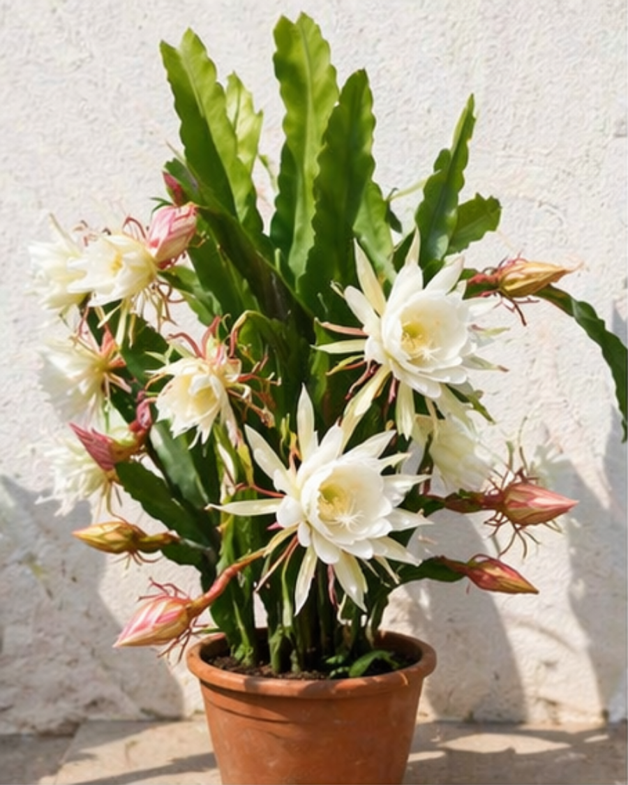 Queen of the Night Plant — view 6