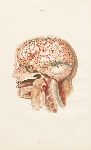 Anatomy of the brain Pl02 1854