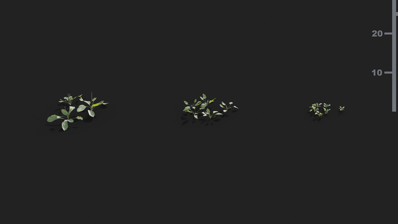 Maxtree - Plant Models Vol.21