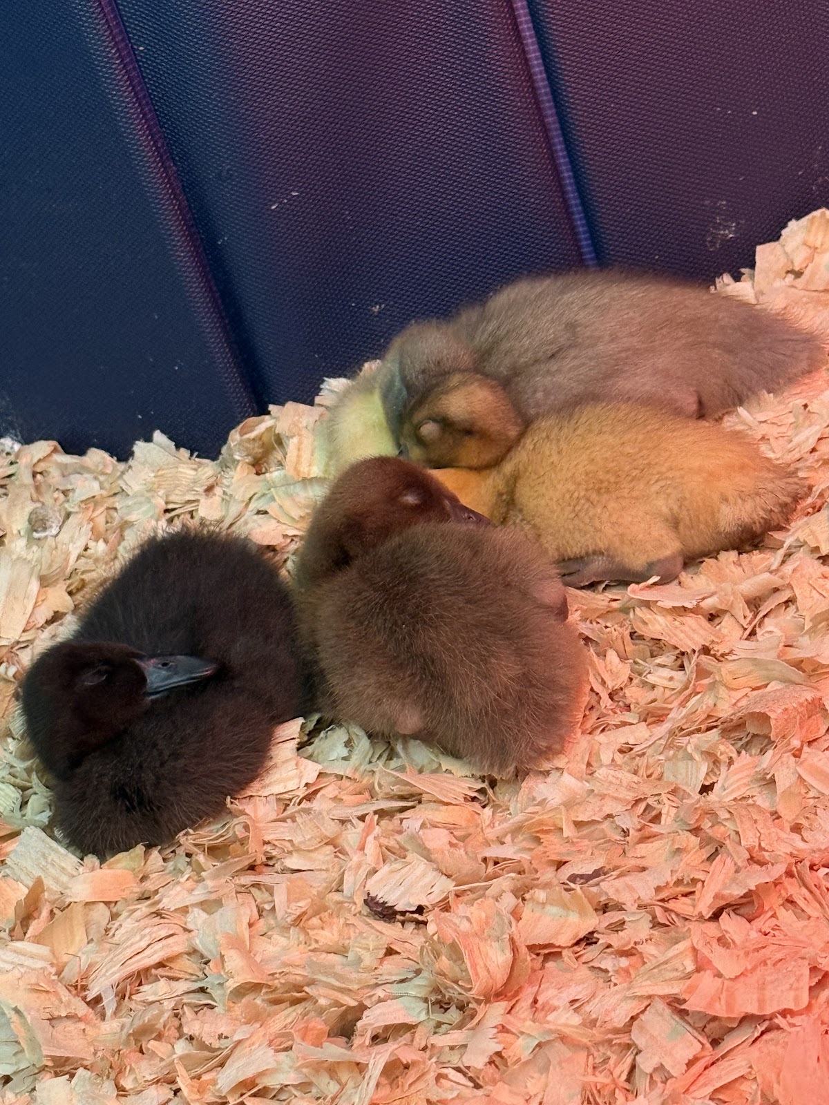 Blue Swedish Duckling, Cayuga Duckling, Khaki Campbell Duckling, Welsh Harlequin Duckling