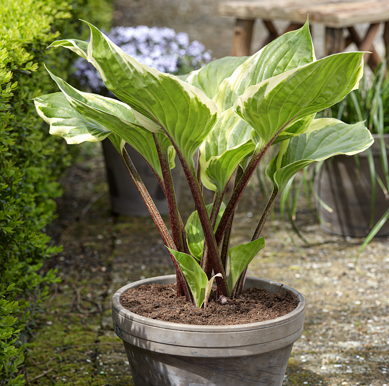 Hosta 'Sorbet' in giardino ombreggiato con variegatura verde e bianca