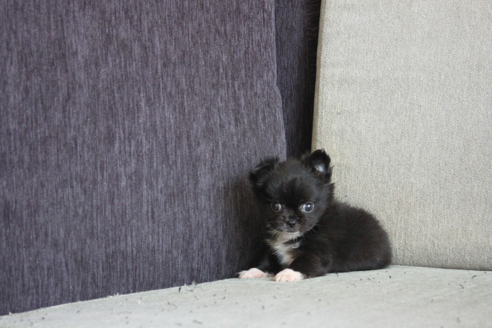 12/19出生 優質迷你長毛吉娃娃黑色妹妹