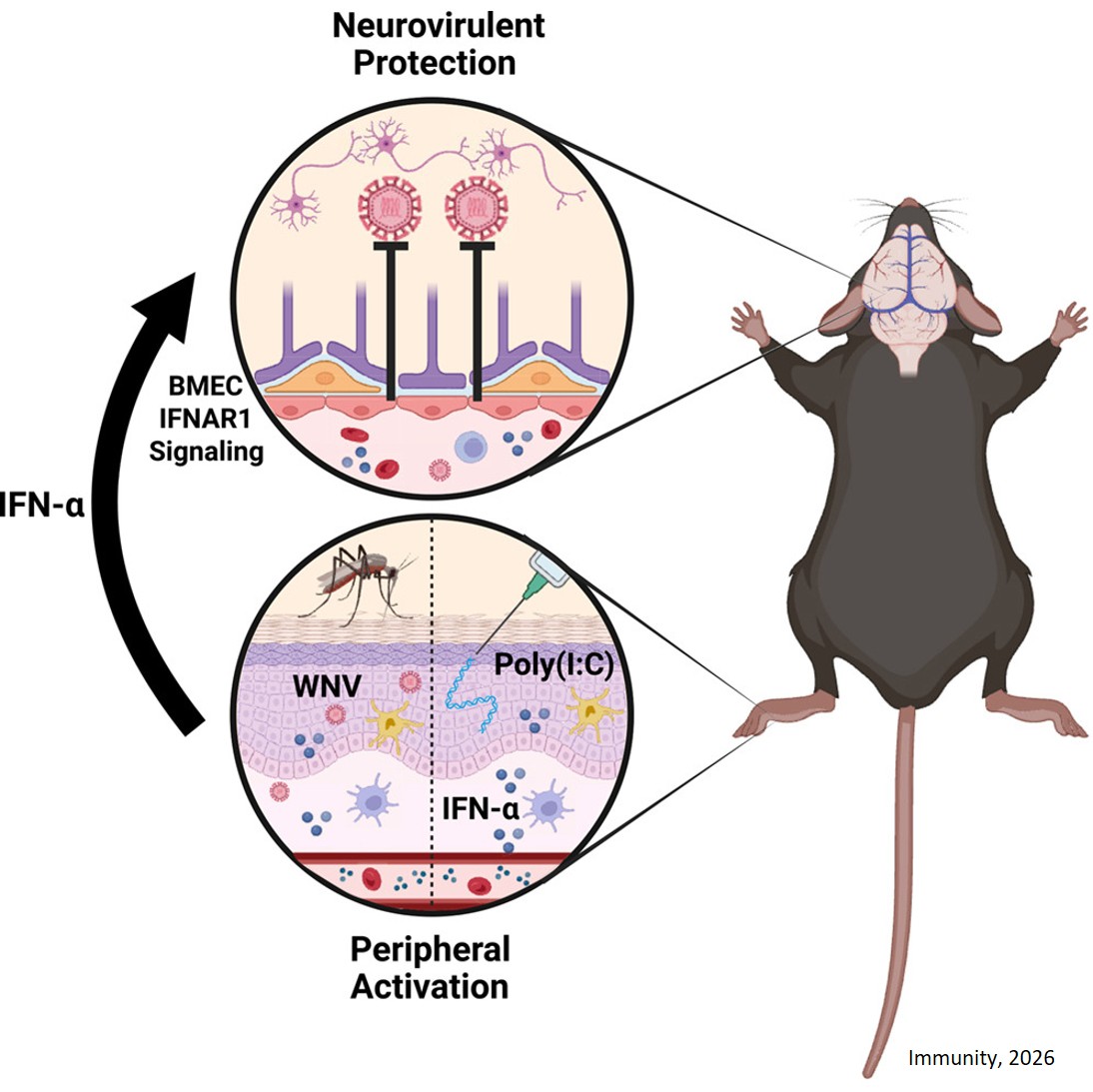 Brain endothelial cells orchestrate a neuroprotective antiviral state in the CNS in response to peripheral viral pattern sensing