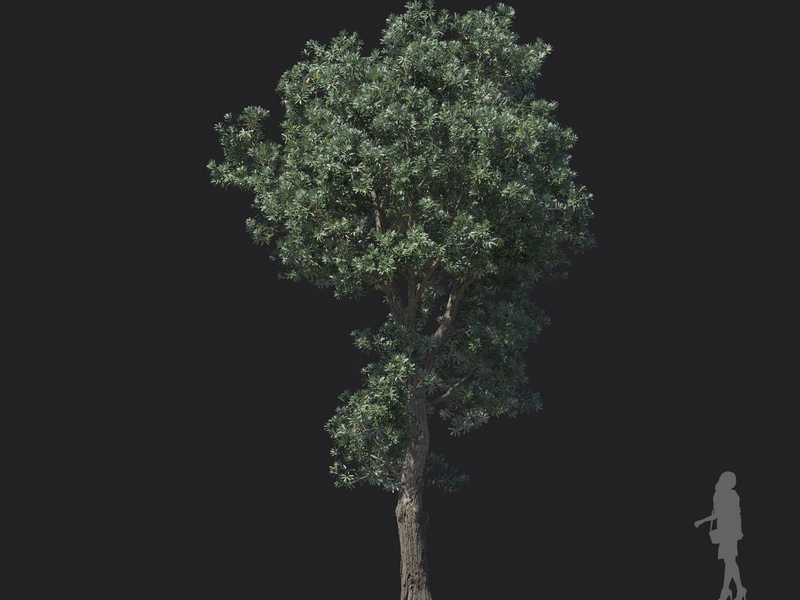 Maxtree - Plant Models Vol.121