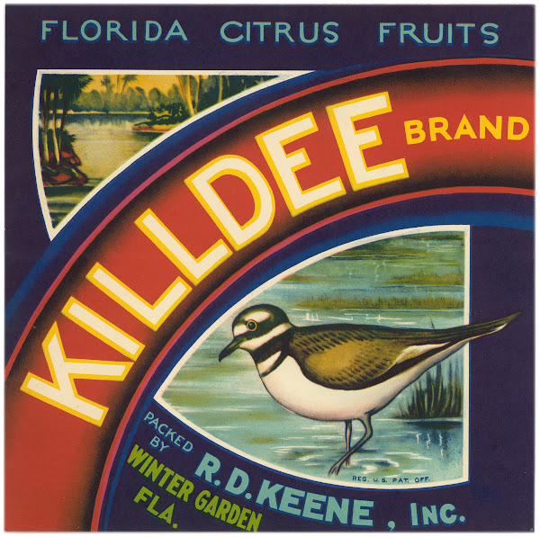 Killdee Brand Florida Citrus Fruit Label 1940s