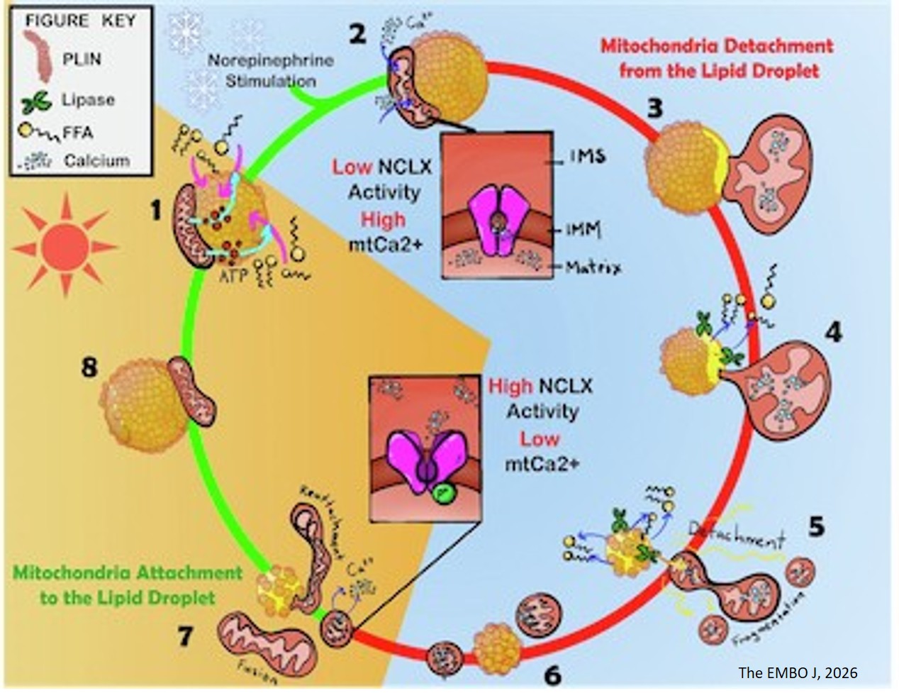 Mitochondrial calcium regulates lipid metabolism by modulating tethering of mitochondria to lipid droplets