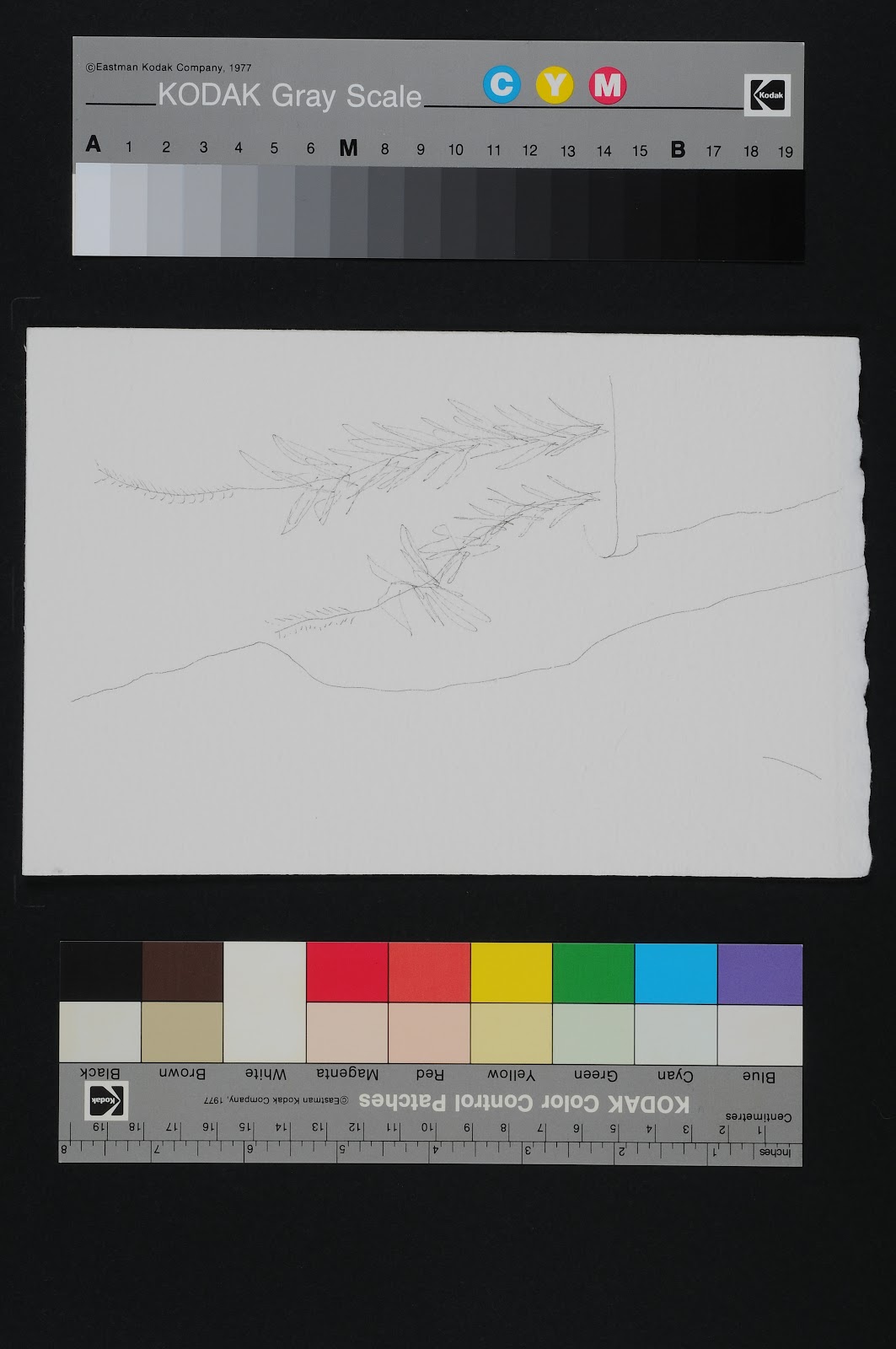 Drawn Poems