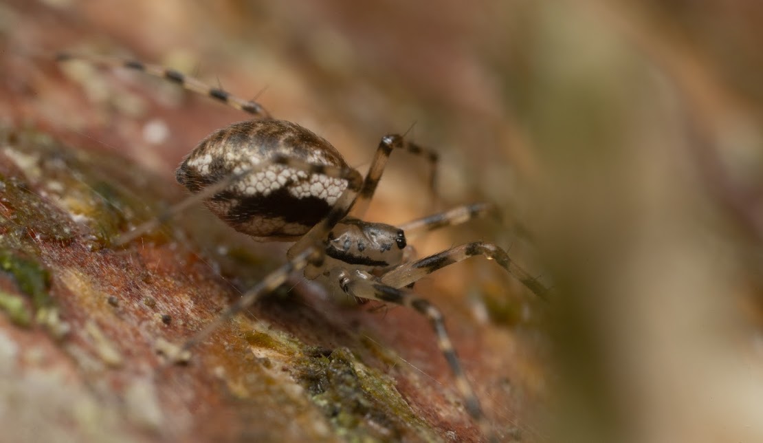 Drapetisca socialis