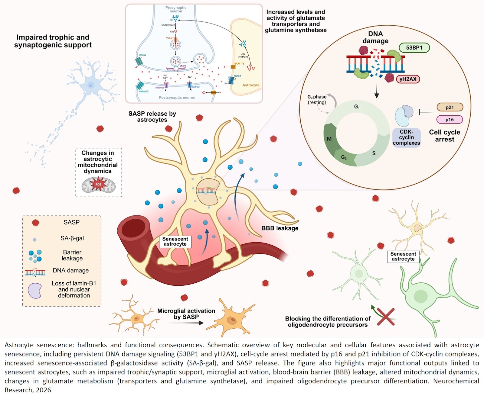 Astrocyte States in Brain Aging and Neurodegeneration: At the Crossroads of Senescence and Reactivity