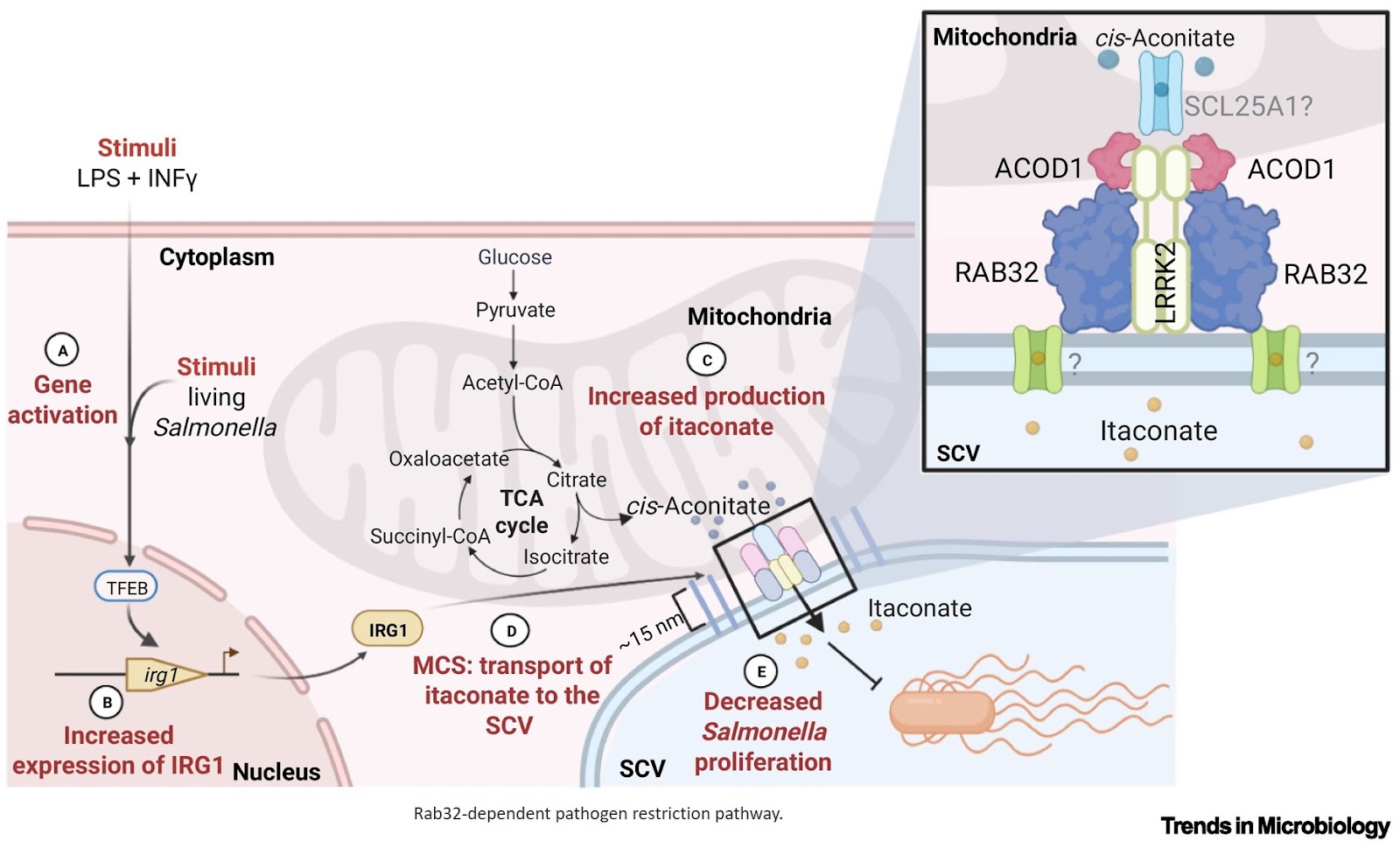 More than just membranes: membrane contact sites as crossroads for infections