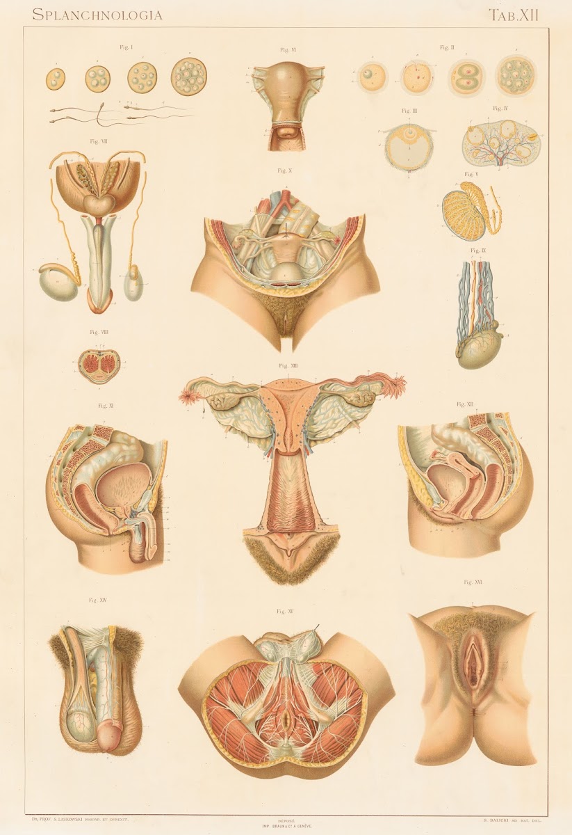 Anatomie normale du corps humain Pl13 1894