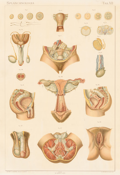 Anatomie normale du corps humain Pl13 1894