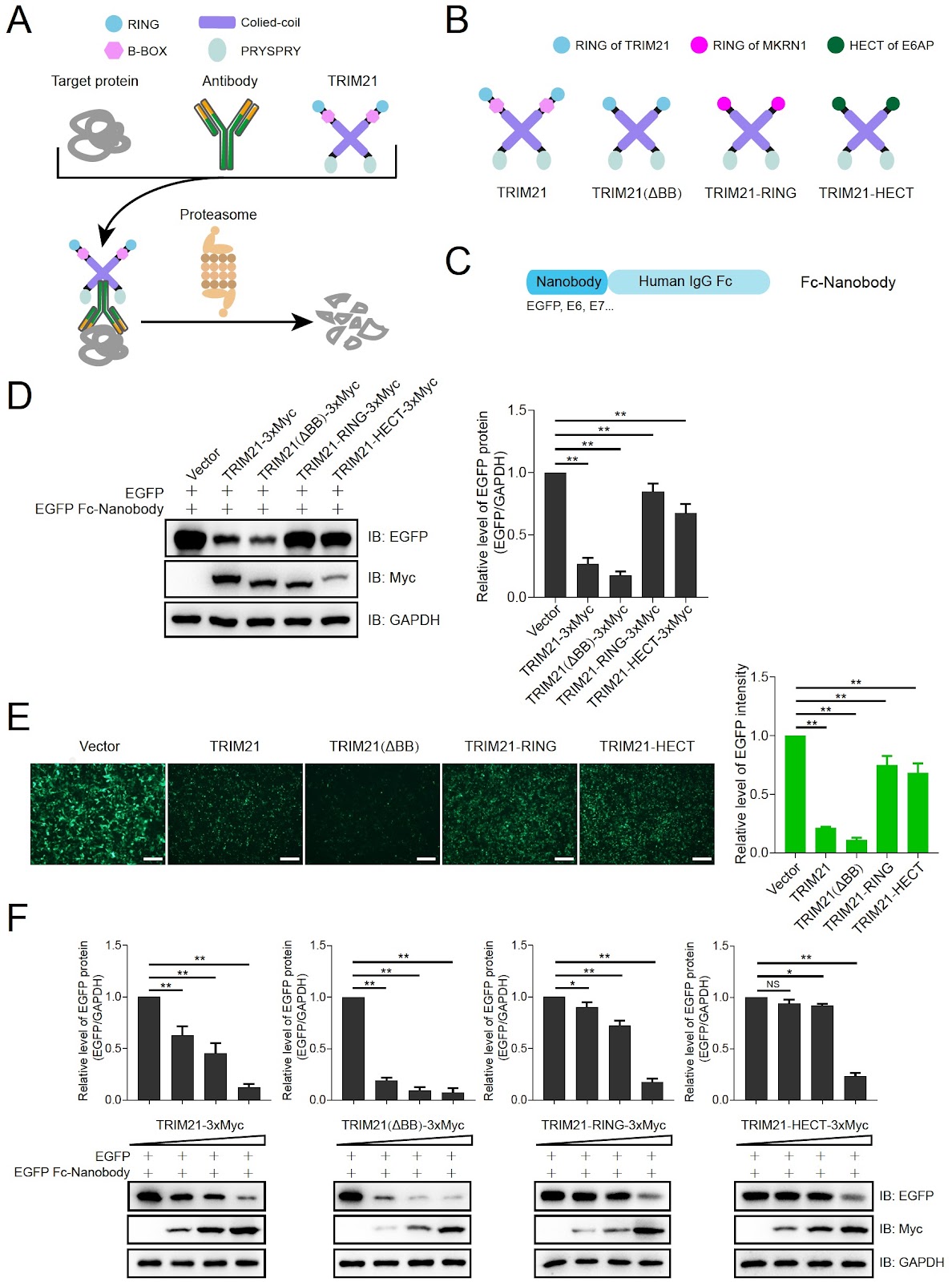 A TRIM21-based method for targeted protein degradation