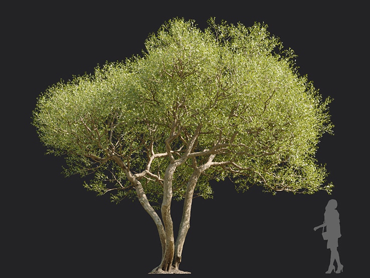 Maxtree - Plant Models Vol.113