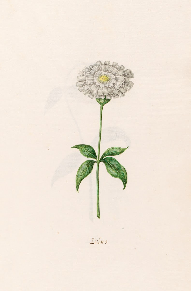 Lichnis 1692